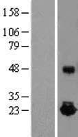 Human IL-10 Protein (Over-Expression Lysate Myc-DDK (Flag))