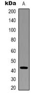 ACTB / Beta Actin Antibody