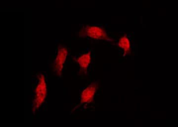 CCNC / Cyclin C Antibody