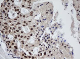 APEX1 / APE1 Antibody (clone OTI1H9)