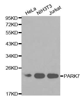PARK7 / DJ-1 Antibody