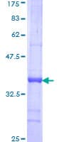 Human TEAD2 Protein (Recombinant GST, N-terminus)