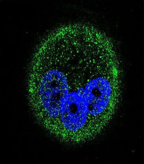 MAPK15 / ERK7 Antibody