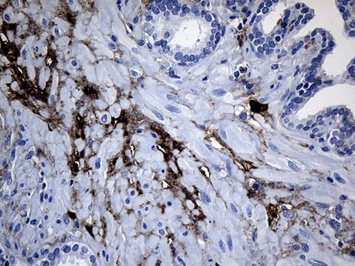 GTPCH1 / GCH1 Antibody (clone OTI2E2)