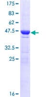 Human HEBP1 Protein (Recombinant GST)