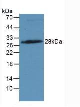 IGFBP4 Antibody (aa22-258, Cy3)