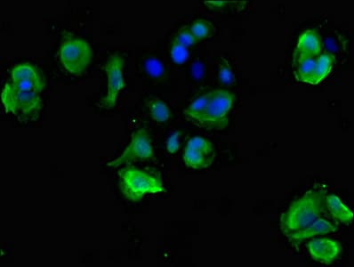 STOML3 Antibody