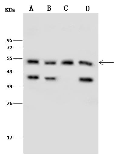 NR5A1 / SF1 Antibody (Preservative Free)
