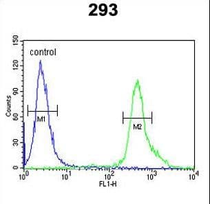 Polyclonal Rabbit anti-Human TP73 / p73 Antibody (aa288-317, IHC, IF, WB)