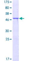 Human BPIFA1 / SPLUNC1 Protein (Recombinant GST)