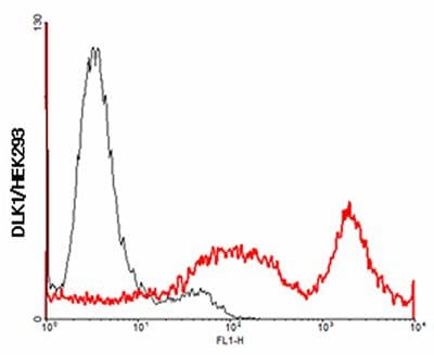 DLK1 / Pref-1 Antibody (Extracellular Domain)