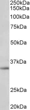 IHC-plus™ SPON2 / MINDIN Antibody (aa301-315)