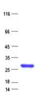Human C4orf51 Protein (Recombinant His, N-Terminal)