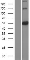ATL3 Protein (Over-Expression Lysate Myc-DDK (Flag))