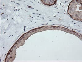 DEF6 Antibody (clone OTI3F9, Carrier-free)