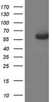 Monoclonal Mouse anti-Human AP50 / AP2M1 Antibody (clone OTI1C8, aa97-383, IF, WB)