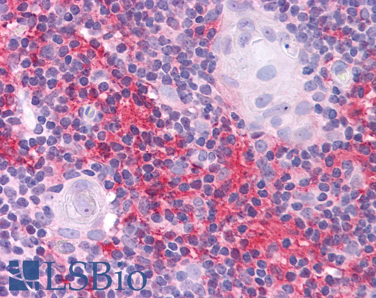 SOX2 Antibody (N-Terminus)
