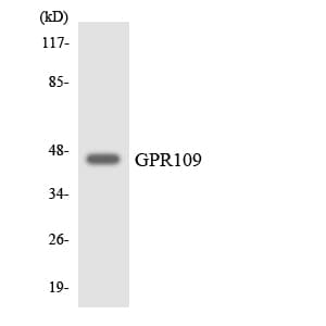 HCAR3 / GPR109B / HM74 Antibody