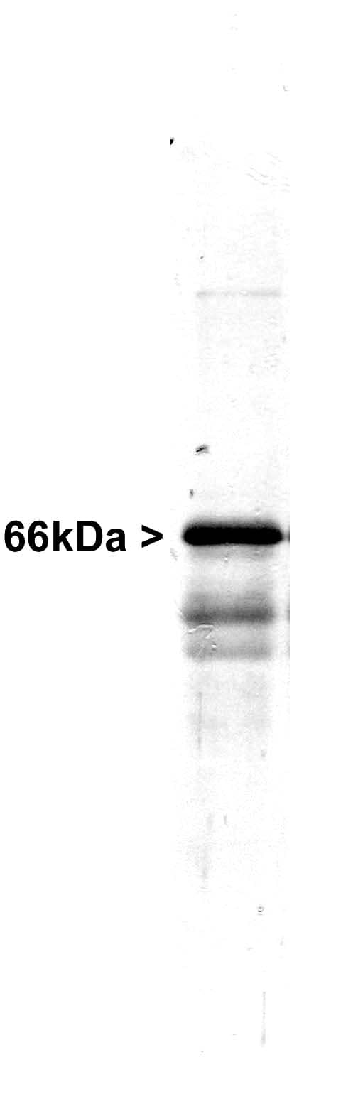 IHC-plus™ INA / Alpha Internexin Antibody