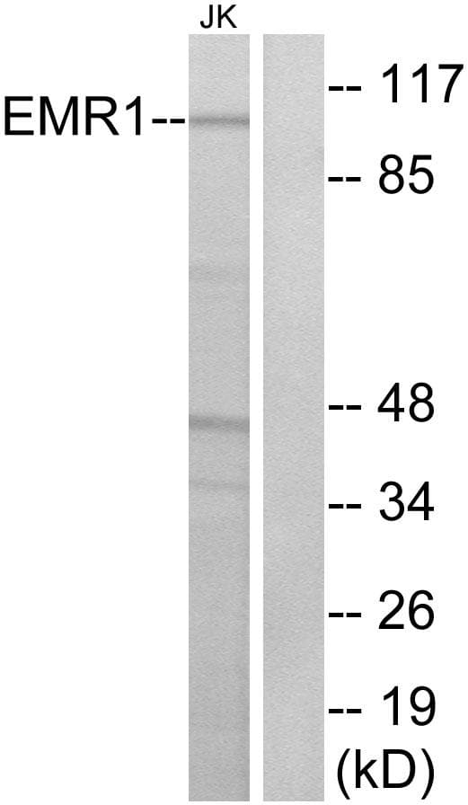 ADGRE1 / EMR1 Antibody