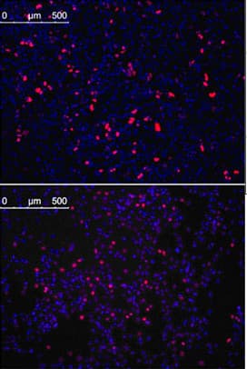 KLF4 Antibody (clone 56CT5.1.6)