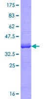 Human P4HA3 Protein (Recombinant GST, N-terminus)