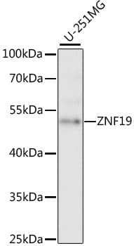 ZNF19 Antibody