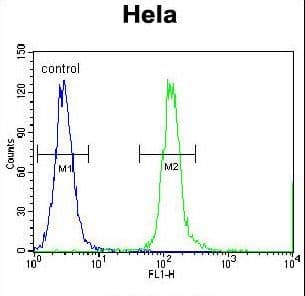 CPSF4L Antibody (aa150-178)