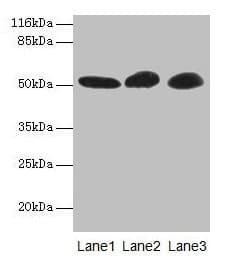 GDI2 Antibody (aa1-445)