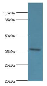 EIF3G Antibody (aa2-320, HRP)