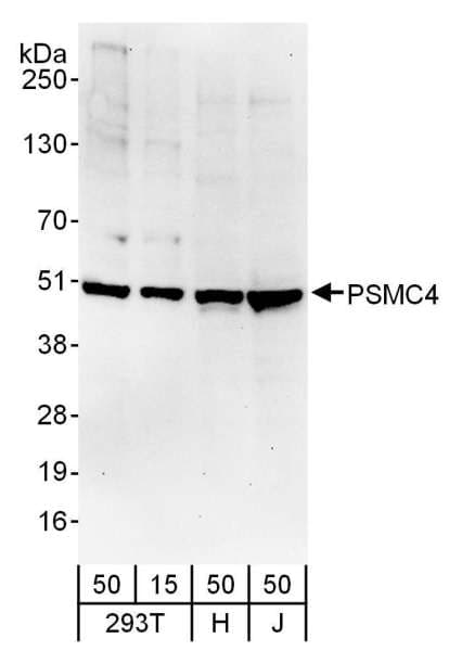 PSMC4 Antibody (aa368-418)