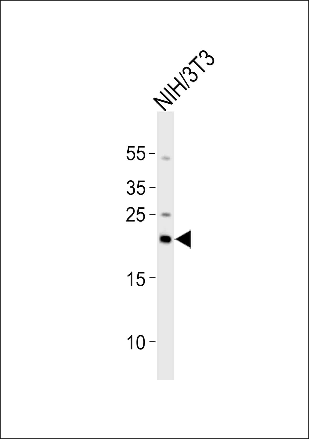 Polyclonal Rabbit anti-Human RBM8A / Y14 Antibody (aa79-112, WB)