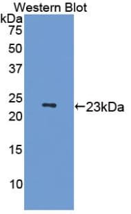 MAP4 Antibody (aa882-1062, FITC)