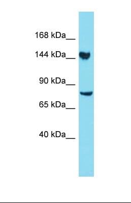 CLU1 / KIAA0664 Antibody (aa160-209)