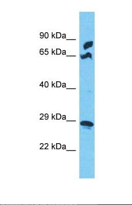 MRPS5 Antibody (aa122-171)