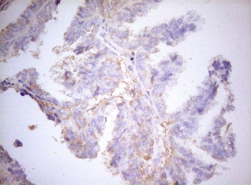 APPL1 / APPL Antibody (clone OTI4B11, Carrier-free)