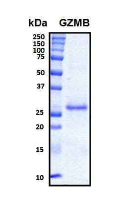 Human GZMB / Granzyme B Protein (Recombinant His, N-Terminal)