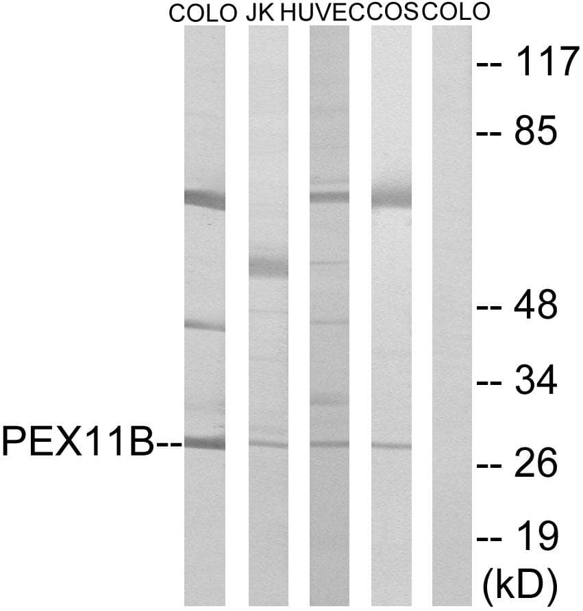 PEX11B Antibody