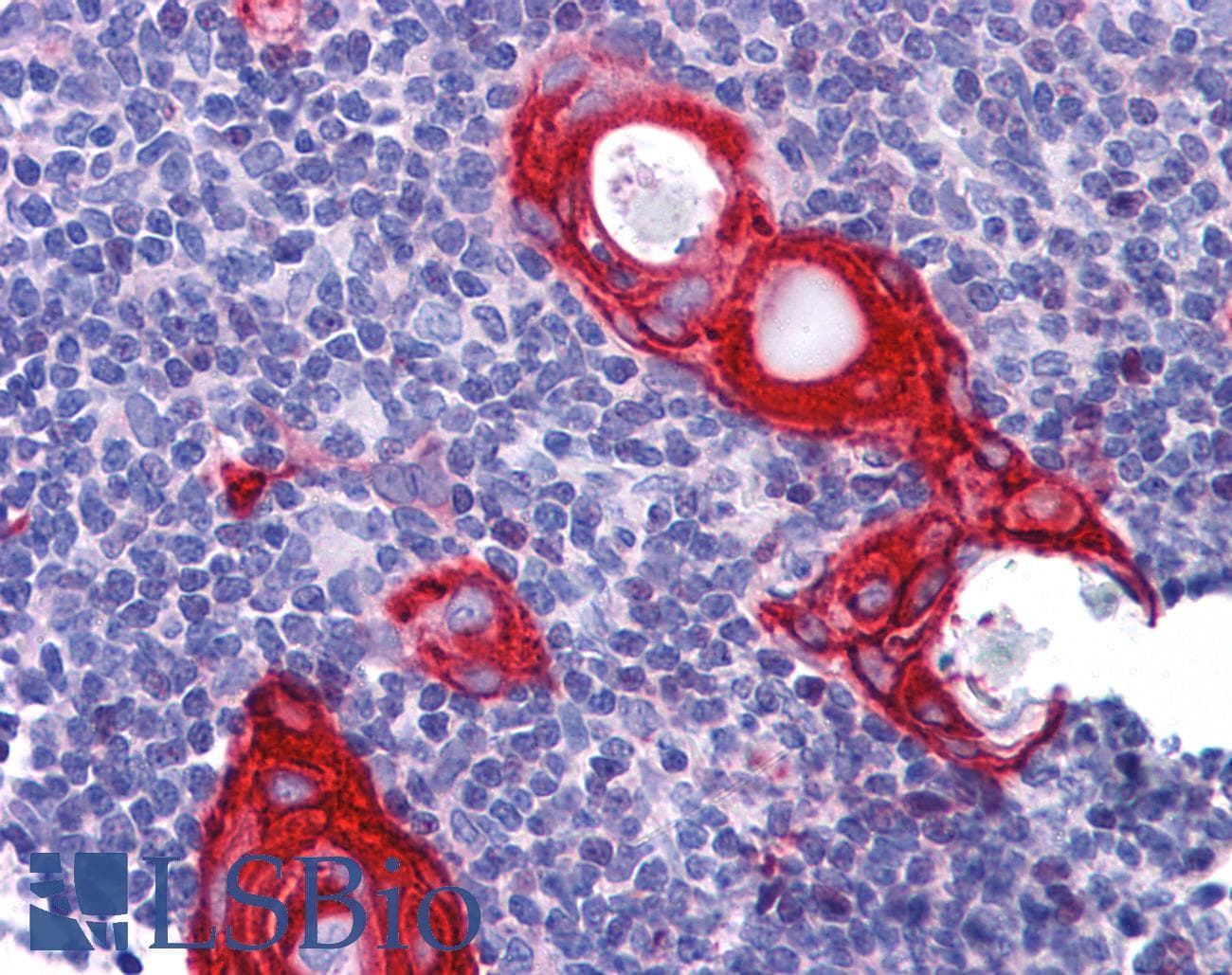 IHC-plus™ BANP Antibody