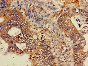 GNB4 Antibody