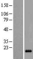 DAT1 / LMO3 Protein (Over-Expression Lysate Myc-DDK (Flag))