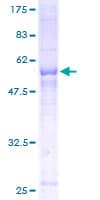Human SCAMP2 Protein (Recombinant GST)