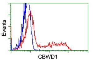 CBWD1 Antibody (clone OTI4E8)
