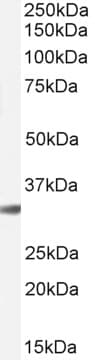 PathPlus™ Polyclonal Goat anti-Human CTSB / Cathepsin B Antibody (Internal Region, IHC, IF, WB)