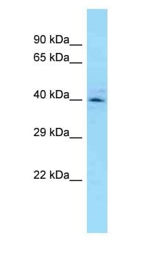 CYC1 / Cytochrome C-1 Antibody (aa206-255)