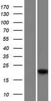 Human MSGN1 Protein (Over-Expression Lysate Myc-DDK (Flag))