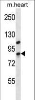 DHX32 Antibody (aa342-371)
