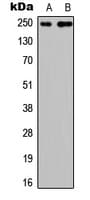 CABIN1 Antibody (Internal)