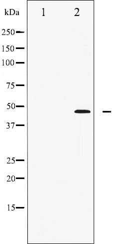 Polyclonal Rabbit anti-Human JUN / c-Jun Antibody (phospho-Thr91, IHC, WB)