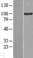 KIF18A Protein (Over-Expression Lysate Myc-DDK (Flag))
